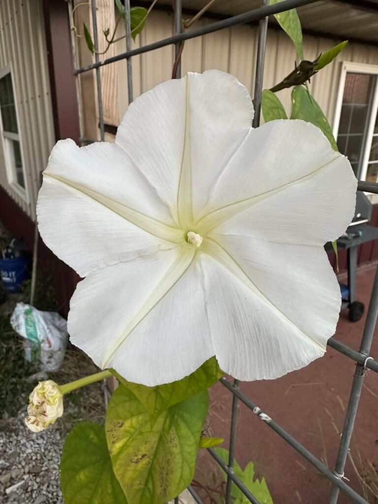 Mother in law has this flower vine growing at her house and she did not plant it. What is this pretty plant called?