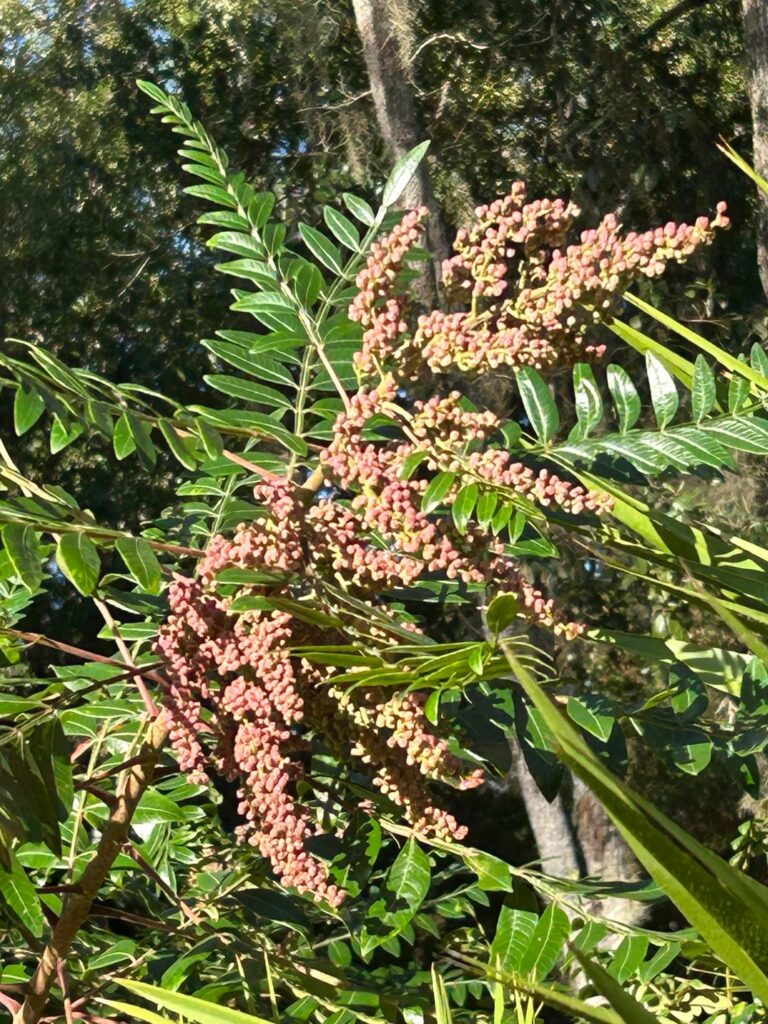 Native Sumac growing on my property (FL).