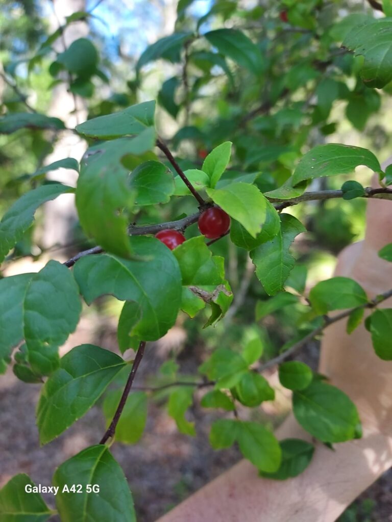 Berry identification, North Florida