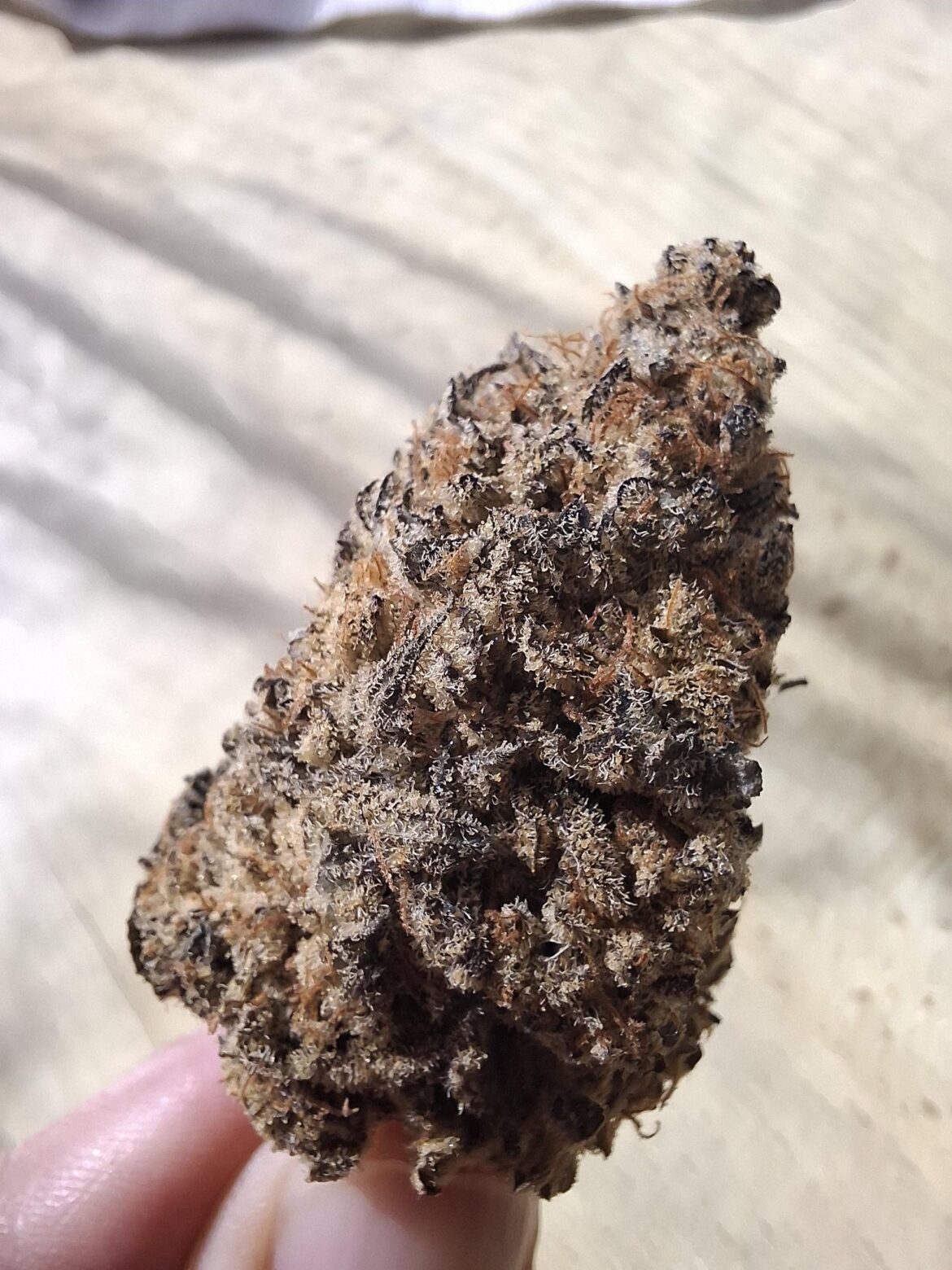 The last bud from the jar☹️