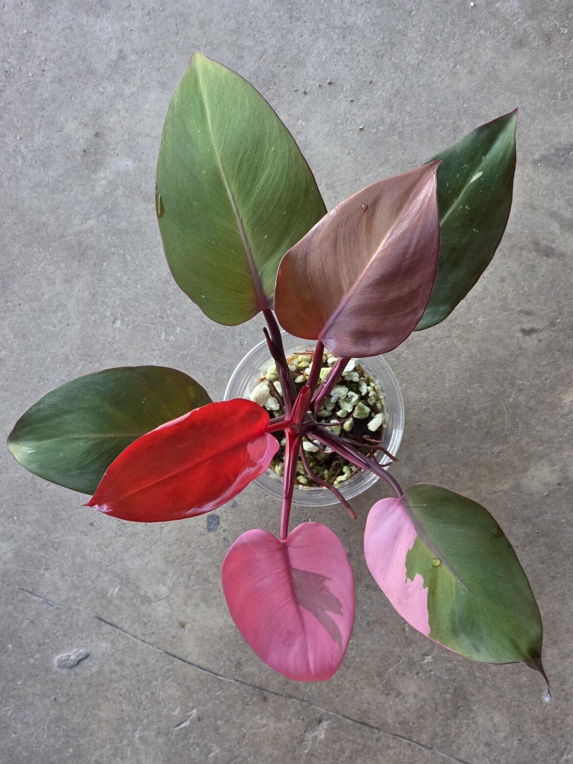 That newest leaf on the Persimmon Princess is looking cherry!