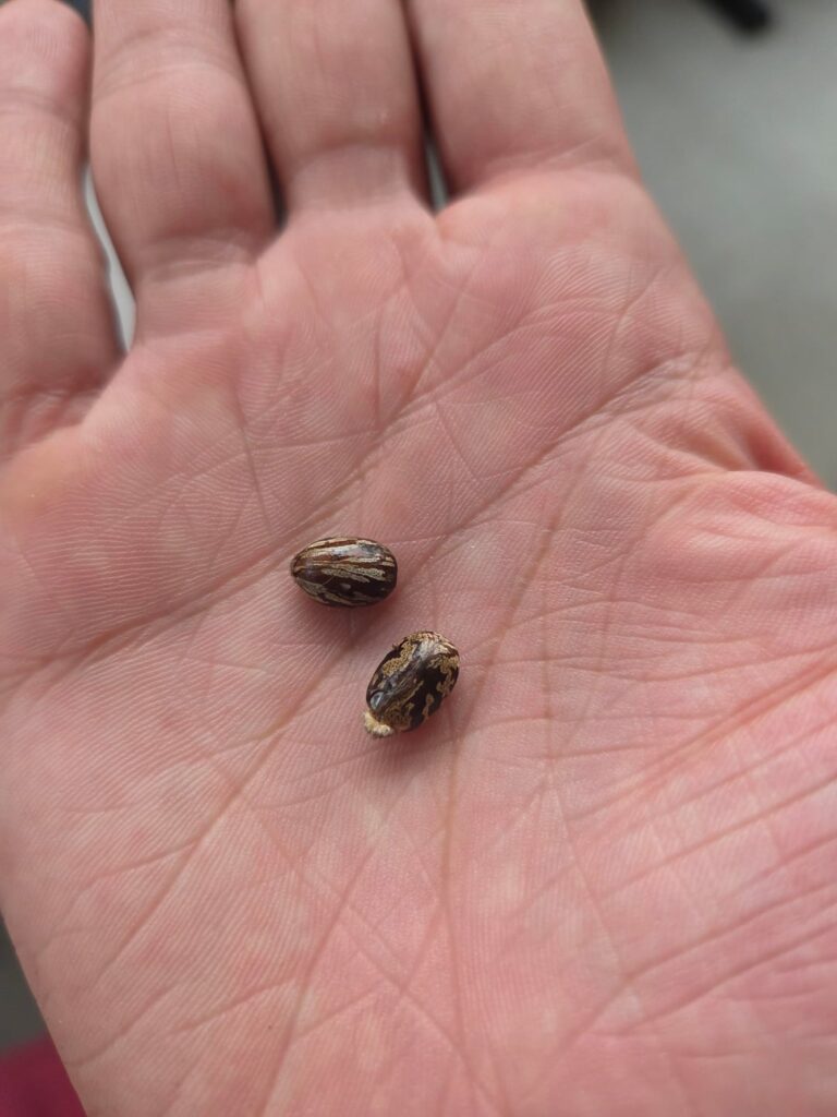 What are these seeds? Found in my patio What are these seeds? Found in my patio