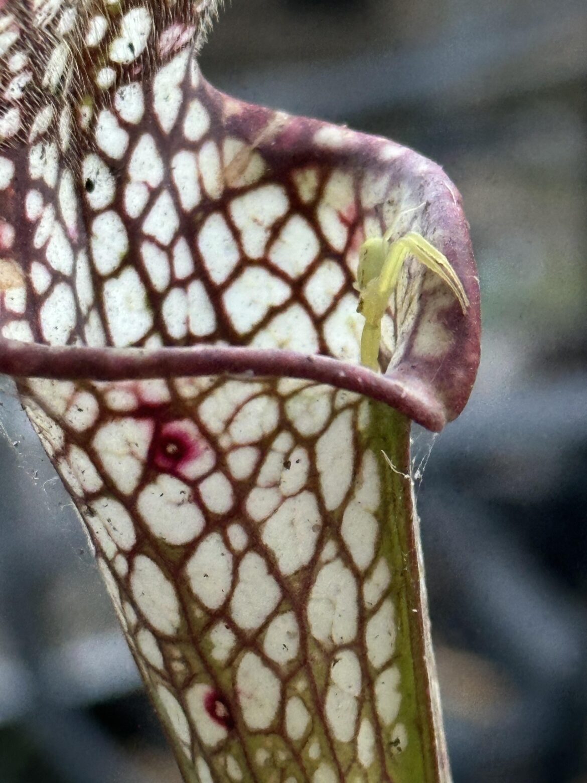 My Sarracenia has friend :)