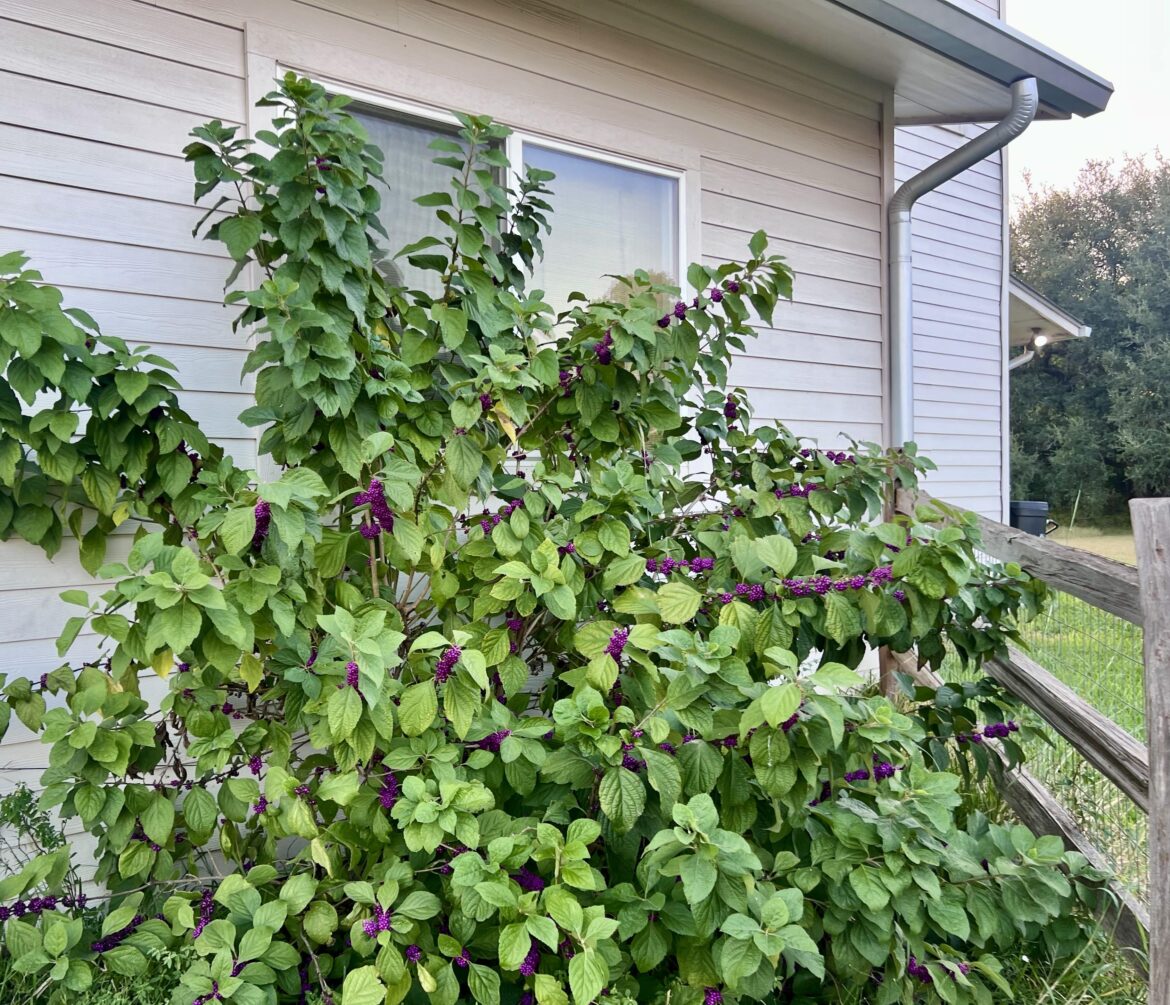 My American Beautyberry is not small