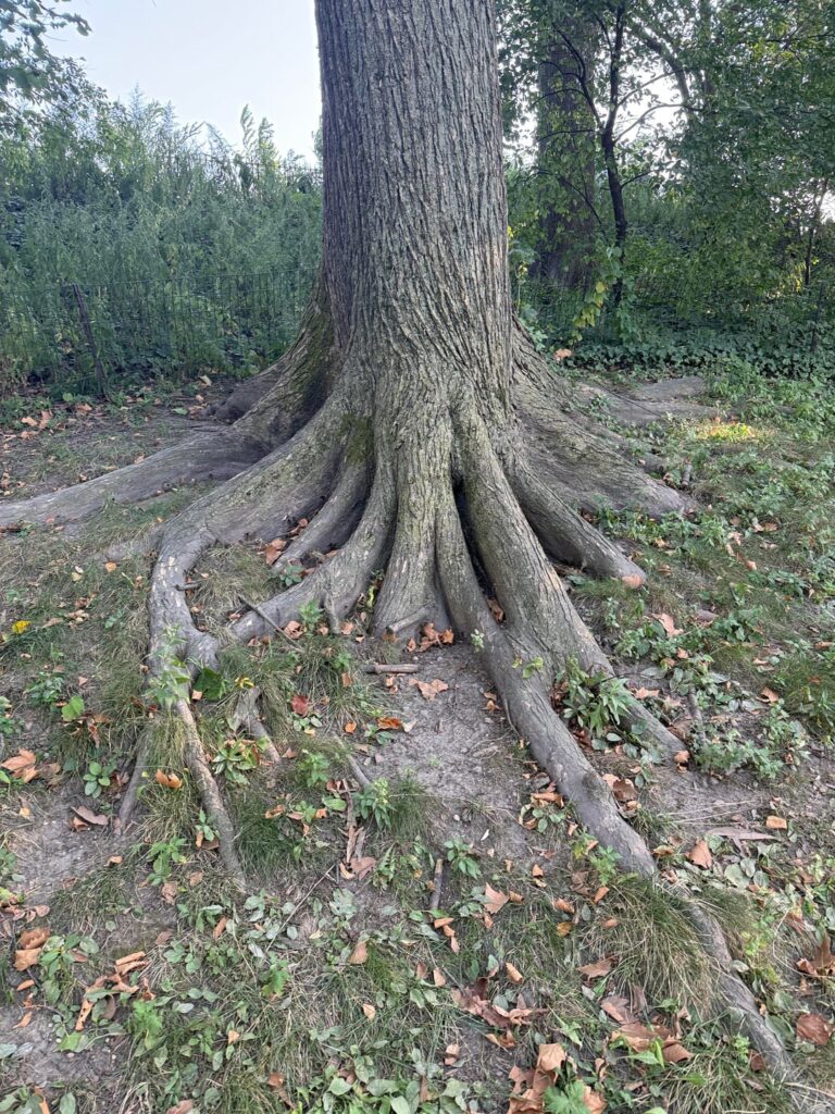 thought yall would like this