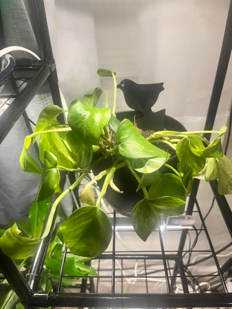 Why do my pothos always die Why do my pothos always die