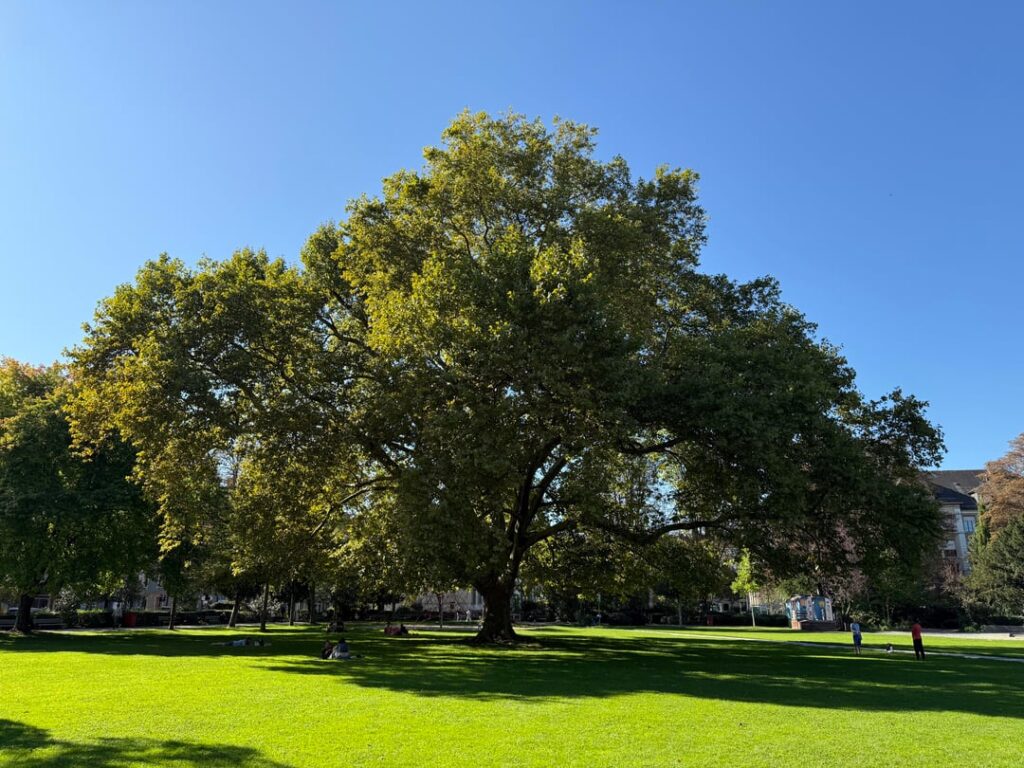 Beautiful London Plane Beautiful London Plane