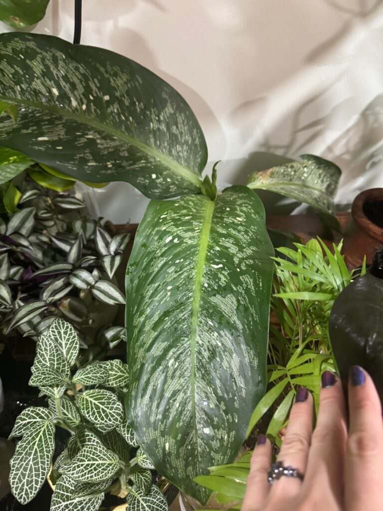 Accidentally bought a plant with no roots :(