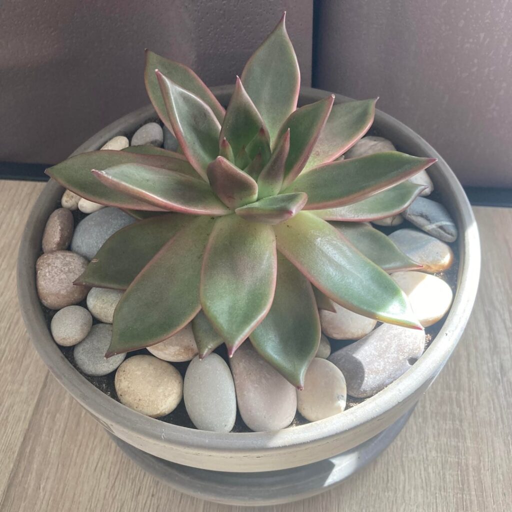 Agavoides progress in a year. My first succulent
