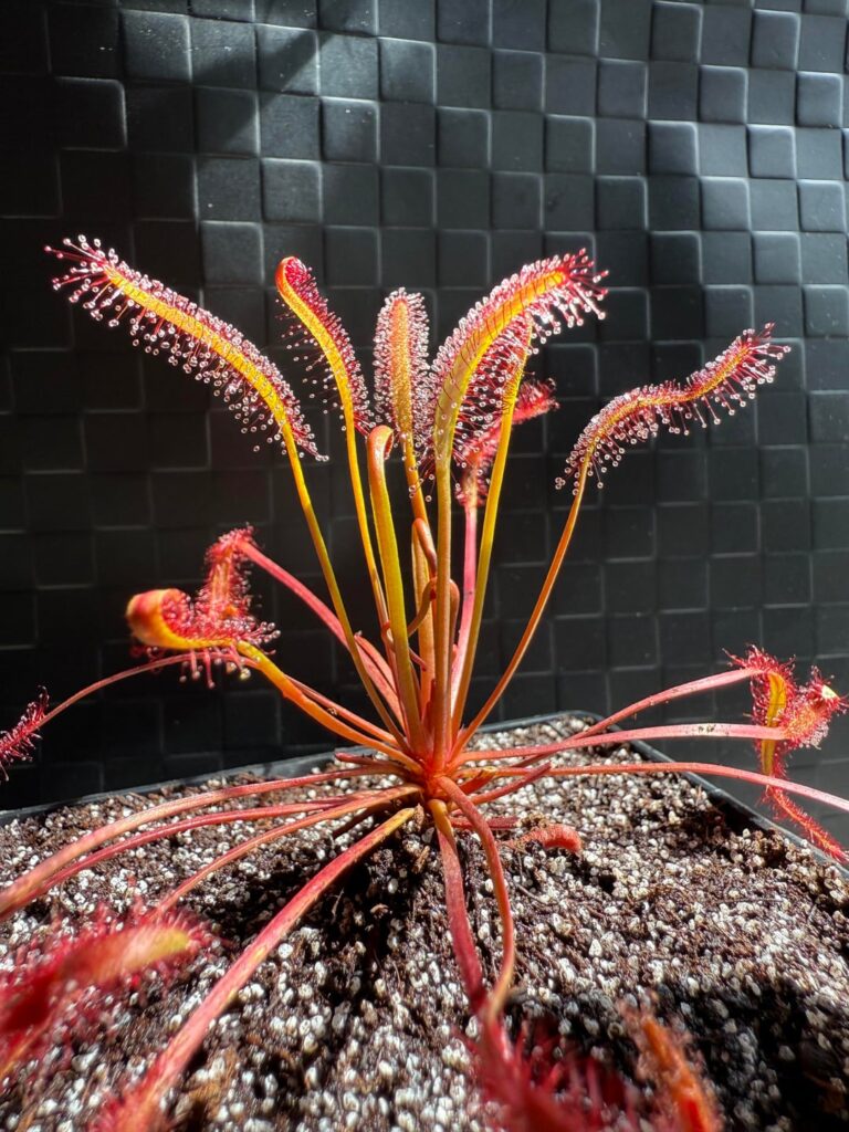 Drosera Capensis “Dark Maroon”