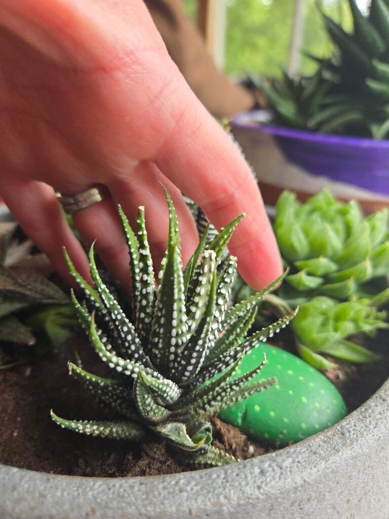 Is this guy the donuts variety!?? (And my tiny haworthia garden for funsies!)