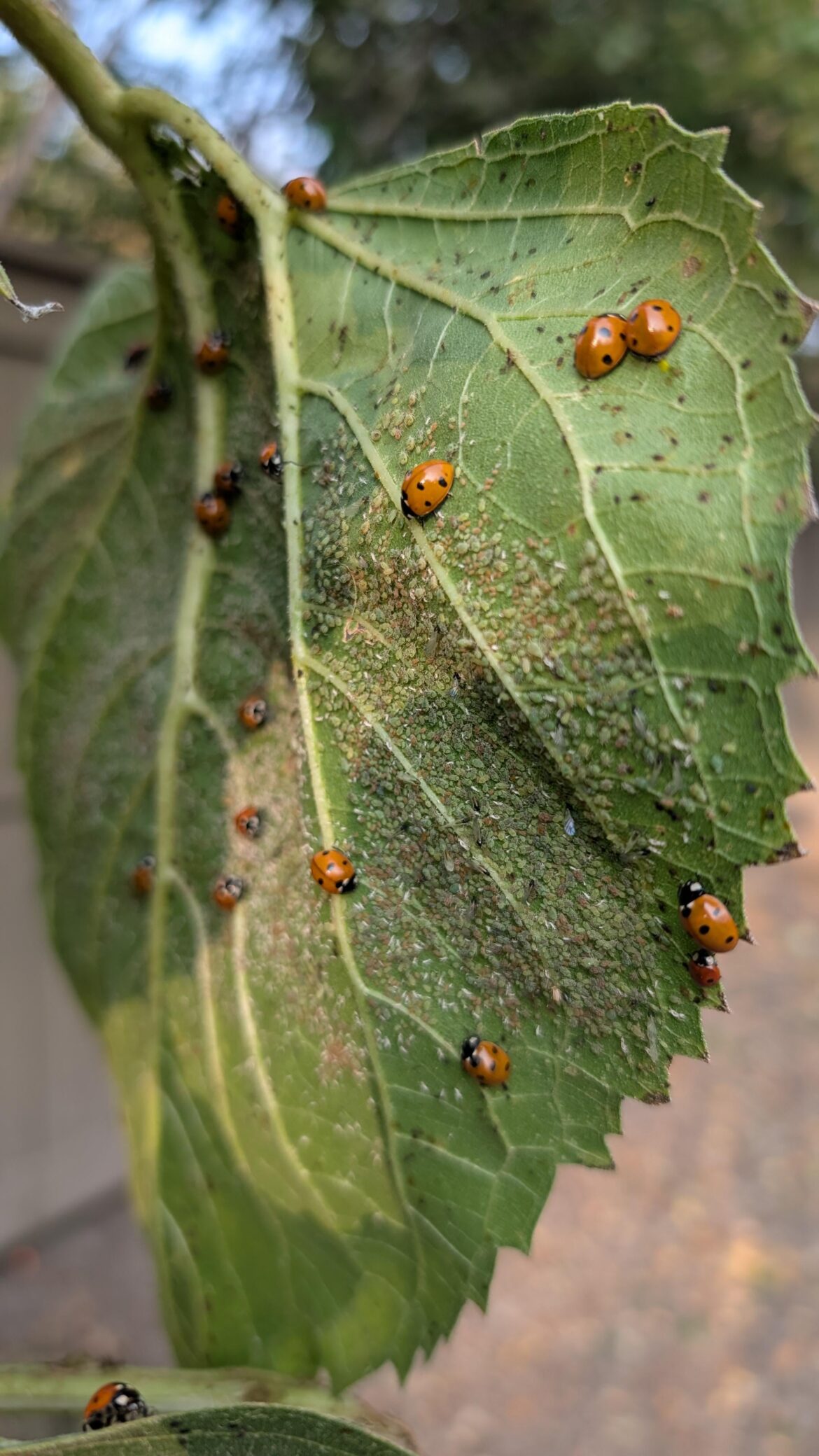 Ladybugs at the Buffet