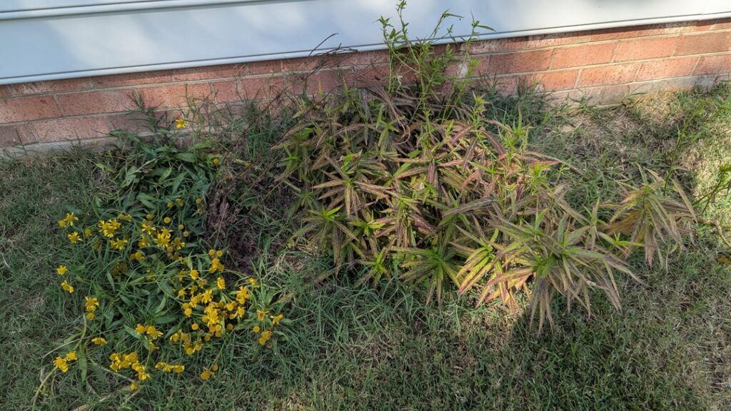 My milkweed came out horribly this year, but .. My milkweed came out horribly this year, but ..