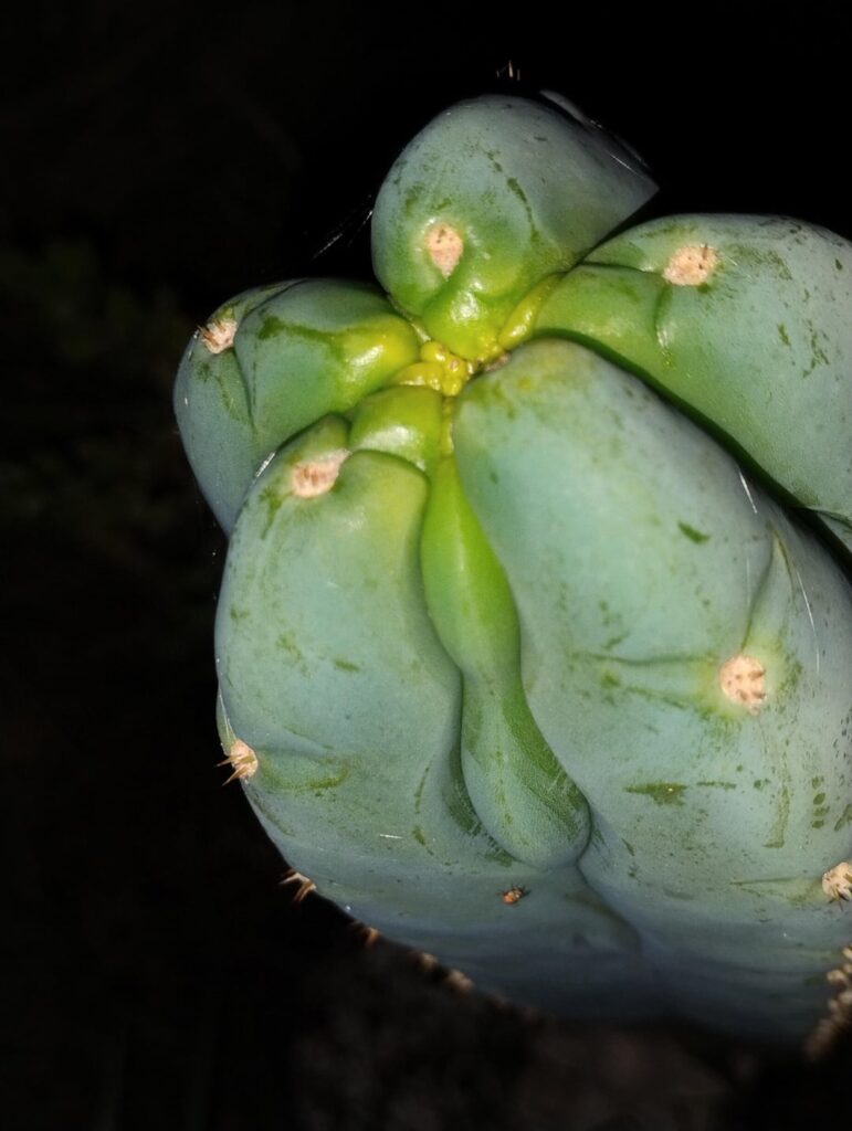 Ribshifter about to do something funky