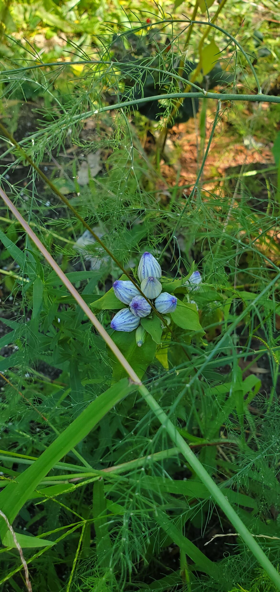 Despite drought and heat, my bottle gentian is blooming
