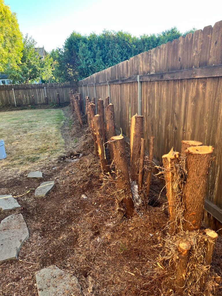 Arborvitae Stumps
