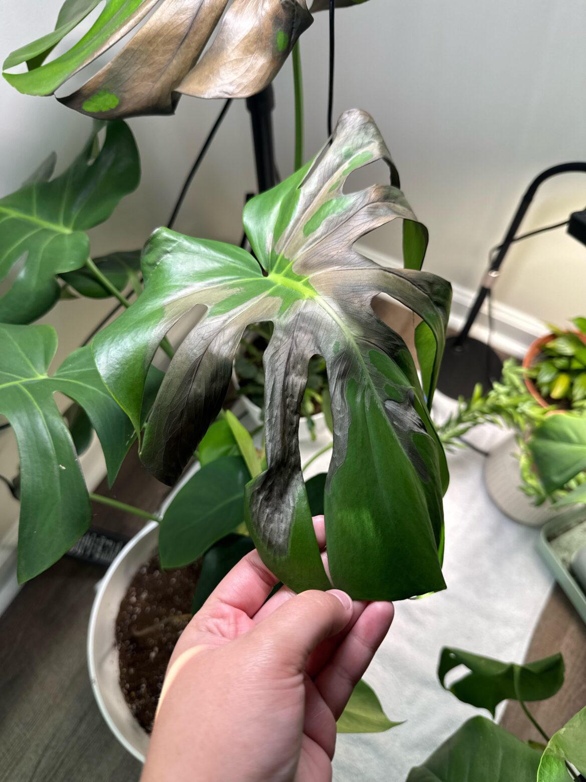 What’s going on with my monstera? What’s going on with my monstera?