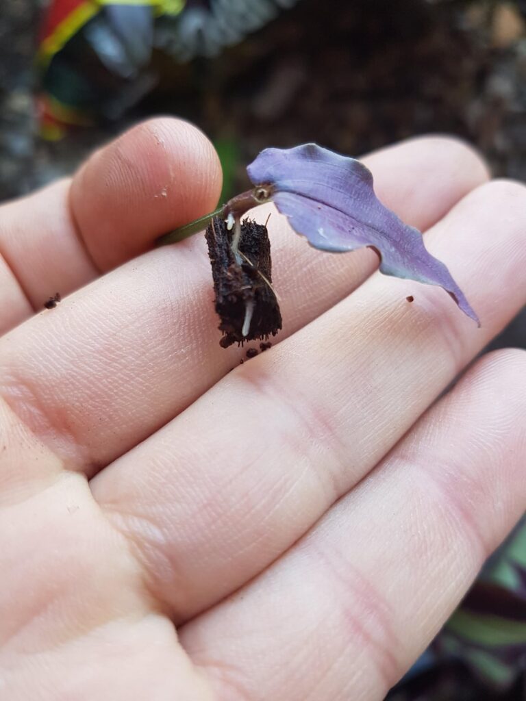 Found this guy had snapped off and clinging on for dear life