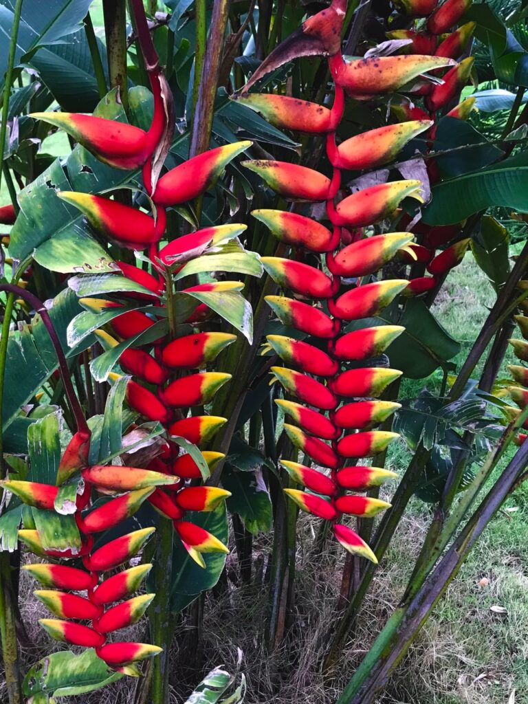 Weird lookin’ bananas