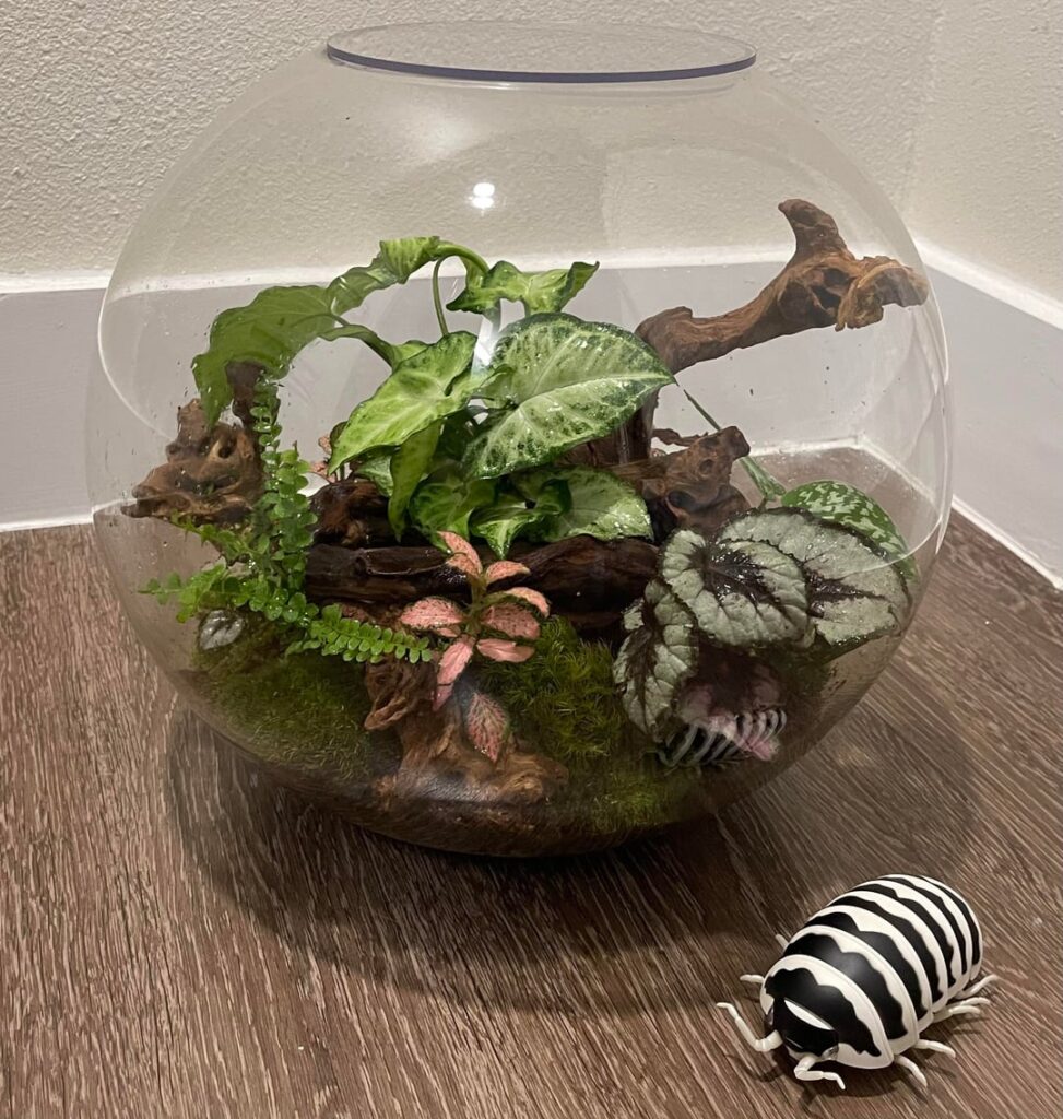 My first terrarium!! My first terrarium!!