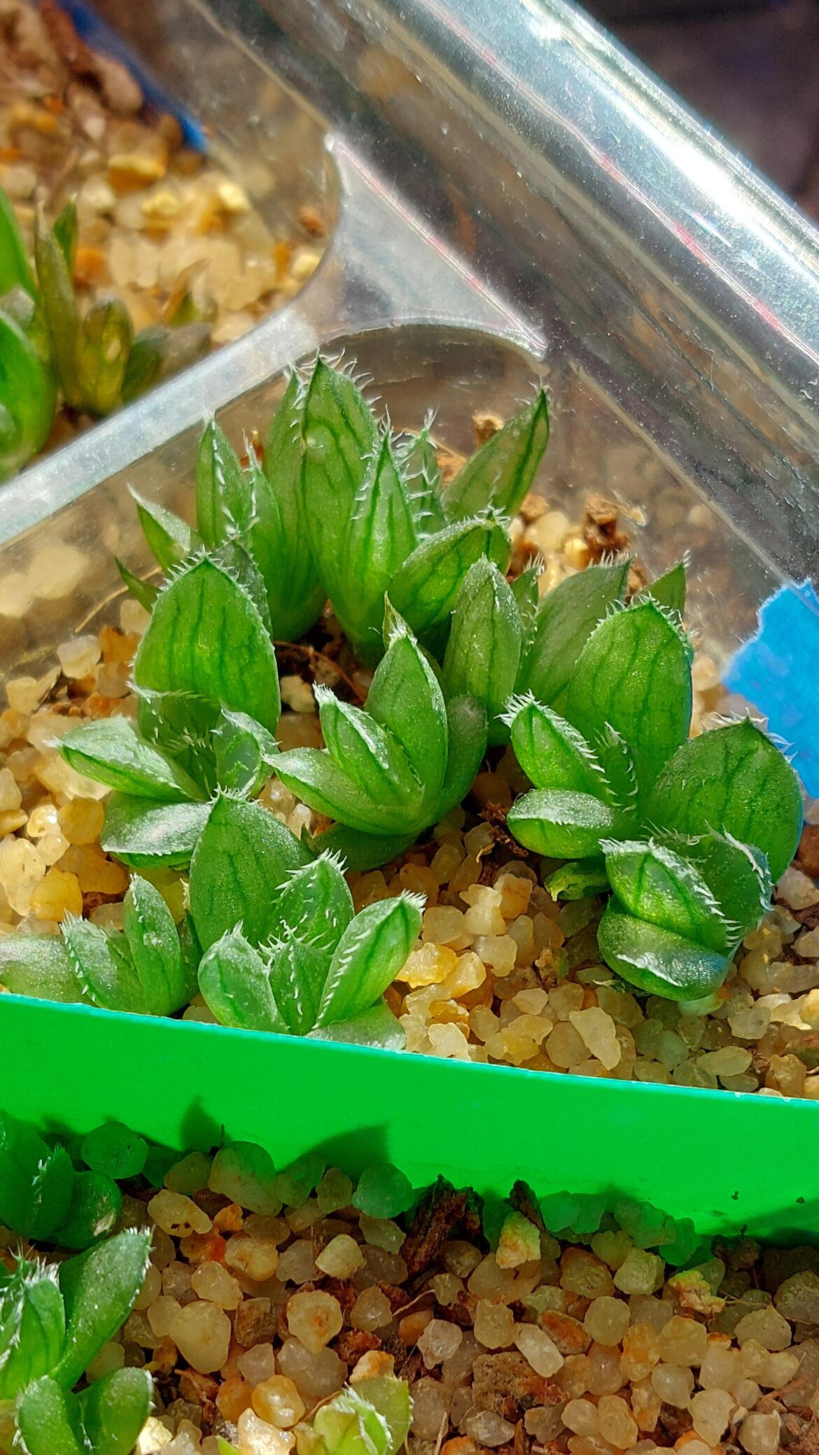 H. cummingii at 4 months