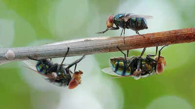 Keep flies away from your home naturally with these 12 plants