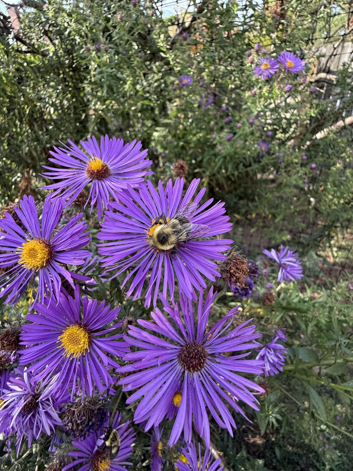 An ode to Asters.