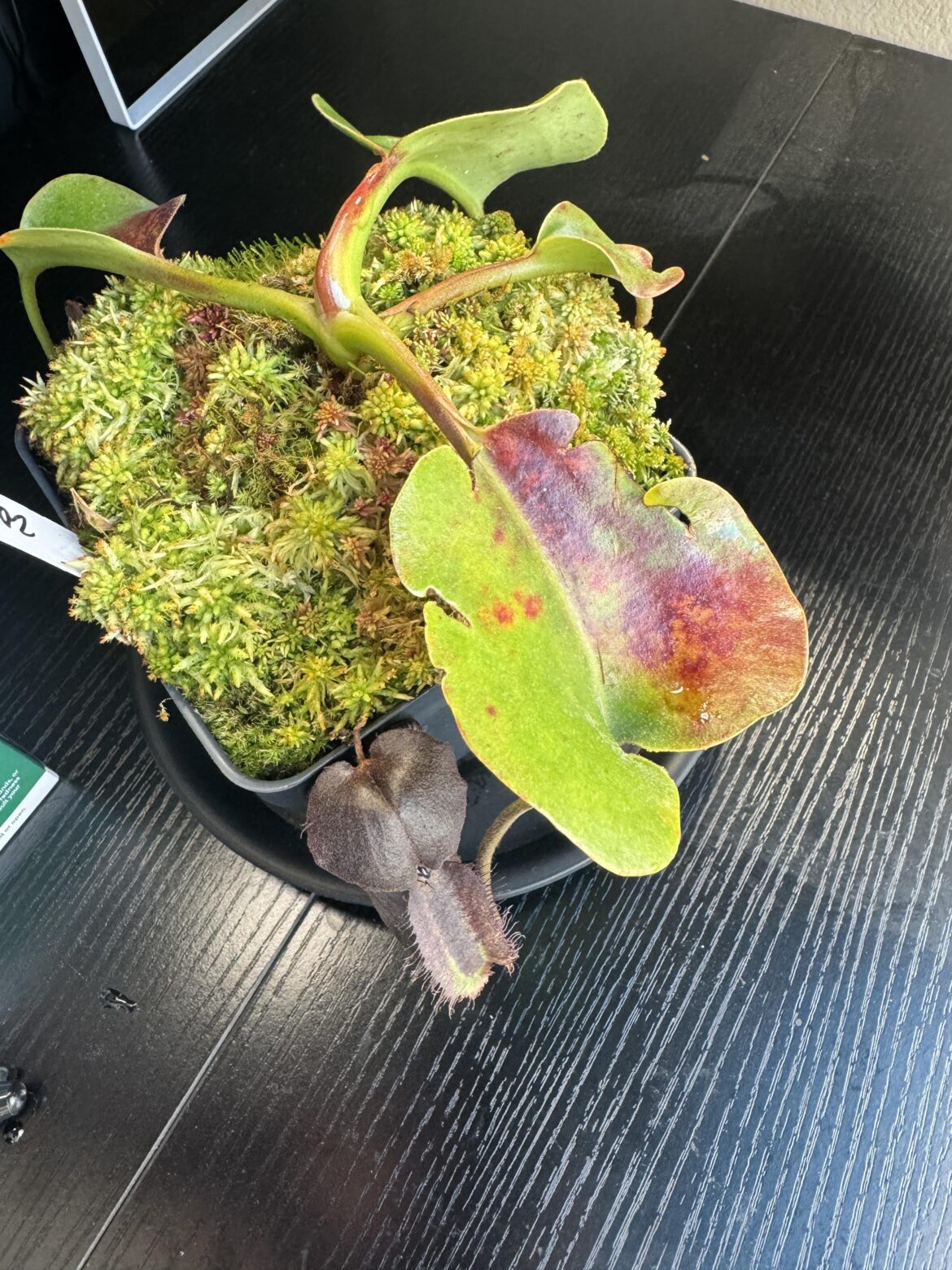 Didn’t think Nepenthes robcantleyi would react so quickly