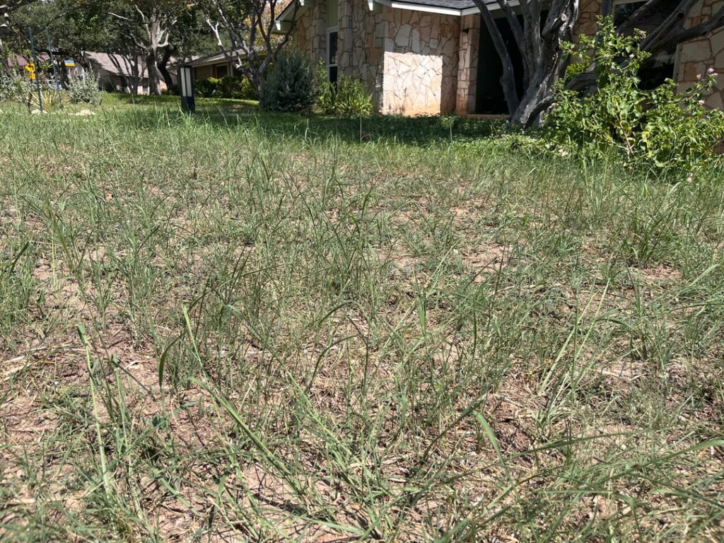 King Ranch Bluestem Everywhere After Seeding Native Grasses