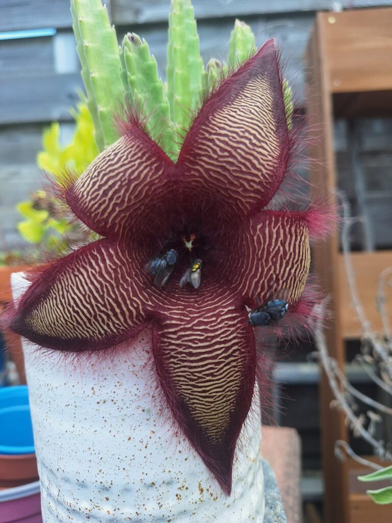 My stapelia has flowered