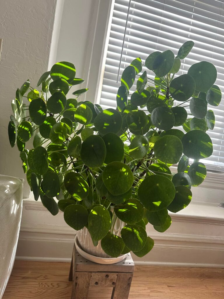 My pride 3 year old Pilea