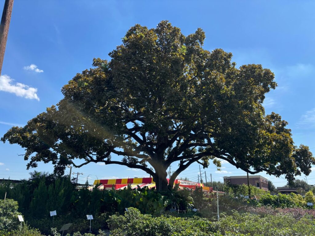 Beautiful Large Burr Oak Beautiful Large Burr Oak