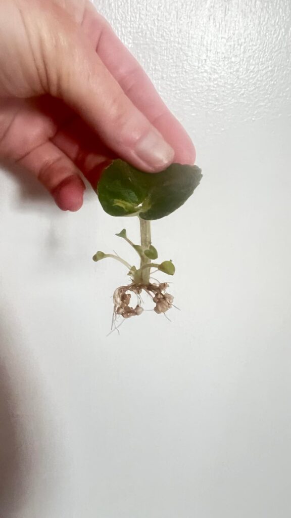 Potting props