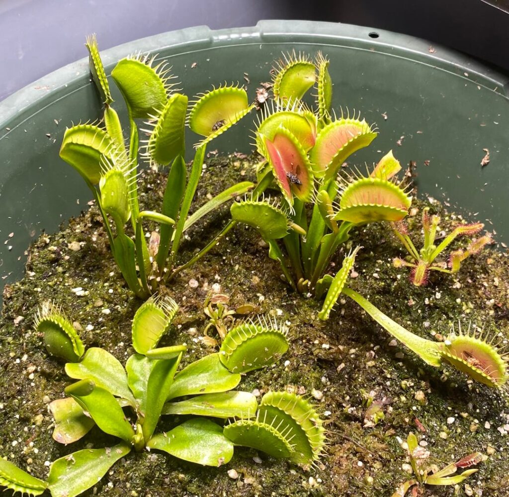 1 month progress of my fly traps!