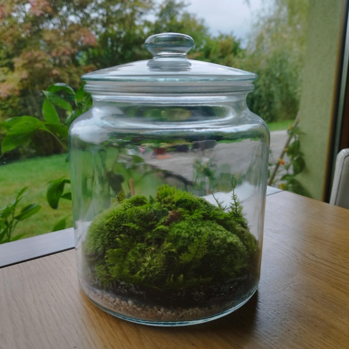 My 2nd mossarium