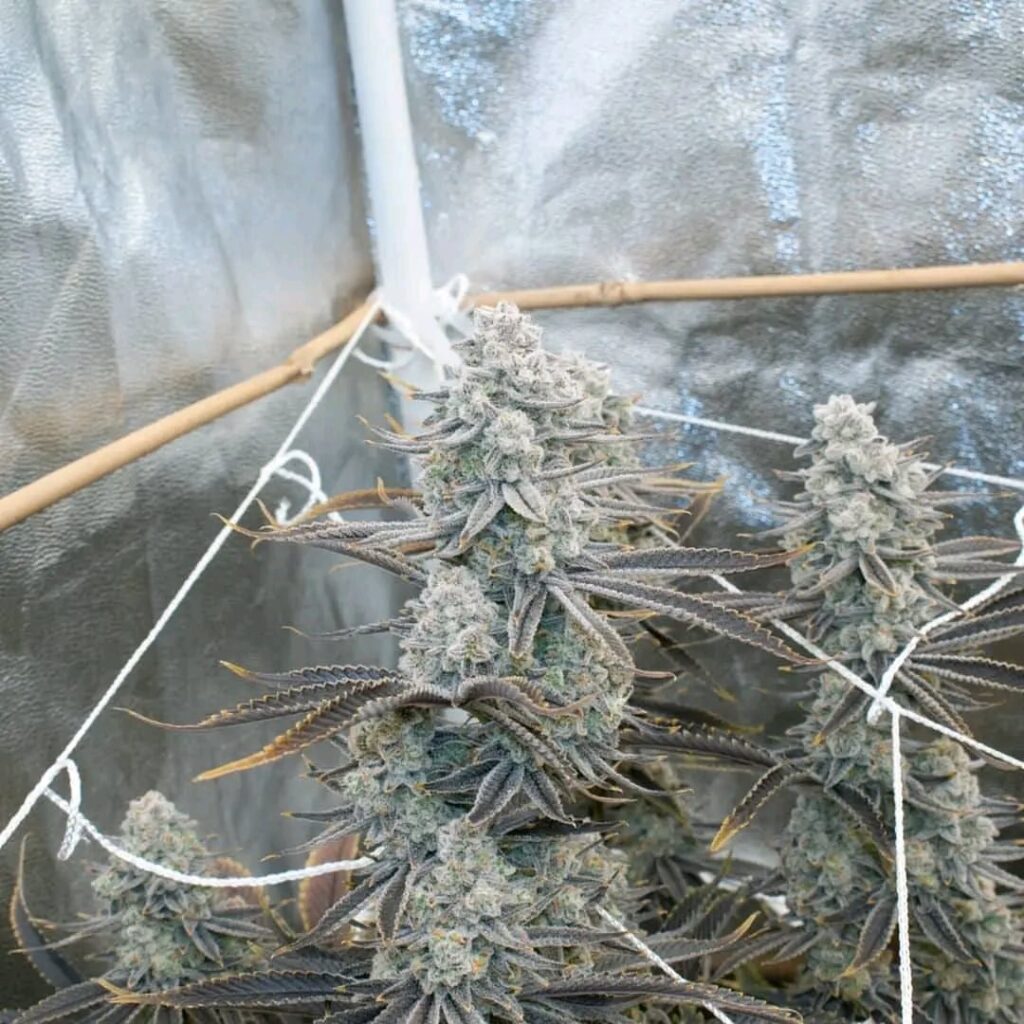 A couple shots of Mac Stomper day 65 , finishing up strong.