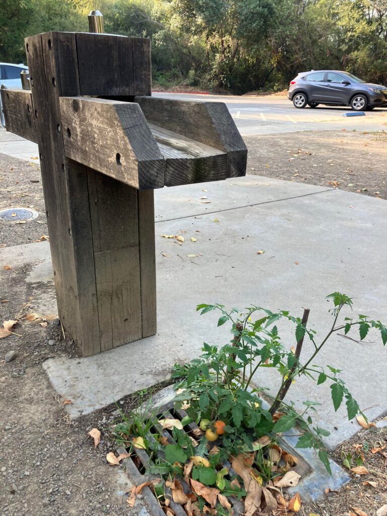 California organic drain to waste tomatoes