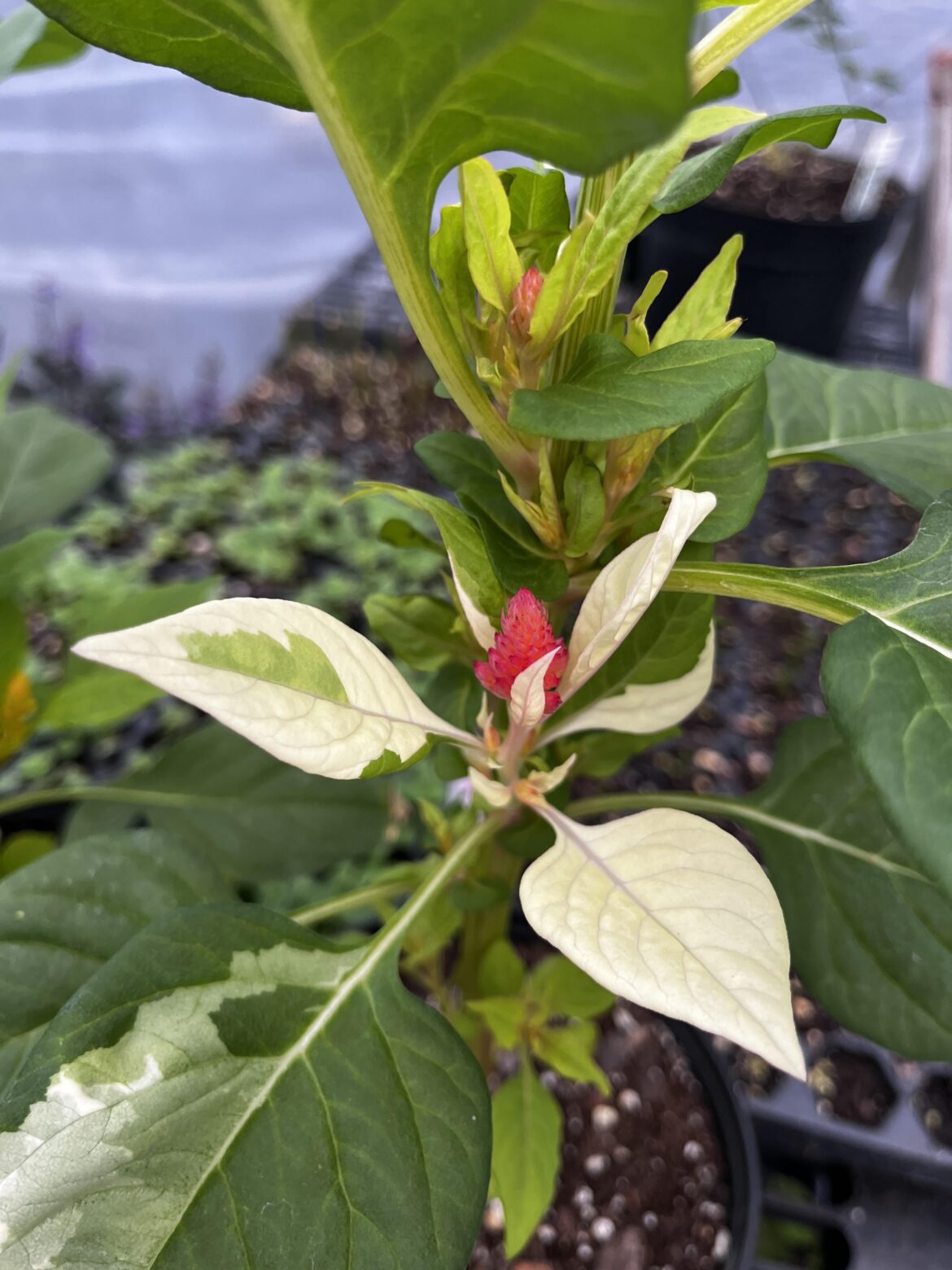 Any tips on propagating and stabilizing this variegated celosia? Any tips on propagating and stabilizing this variegated celosia?