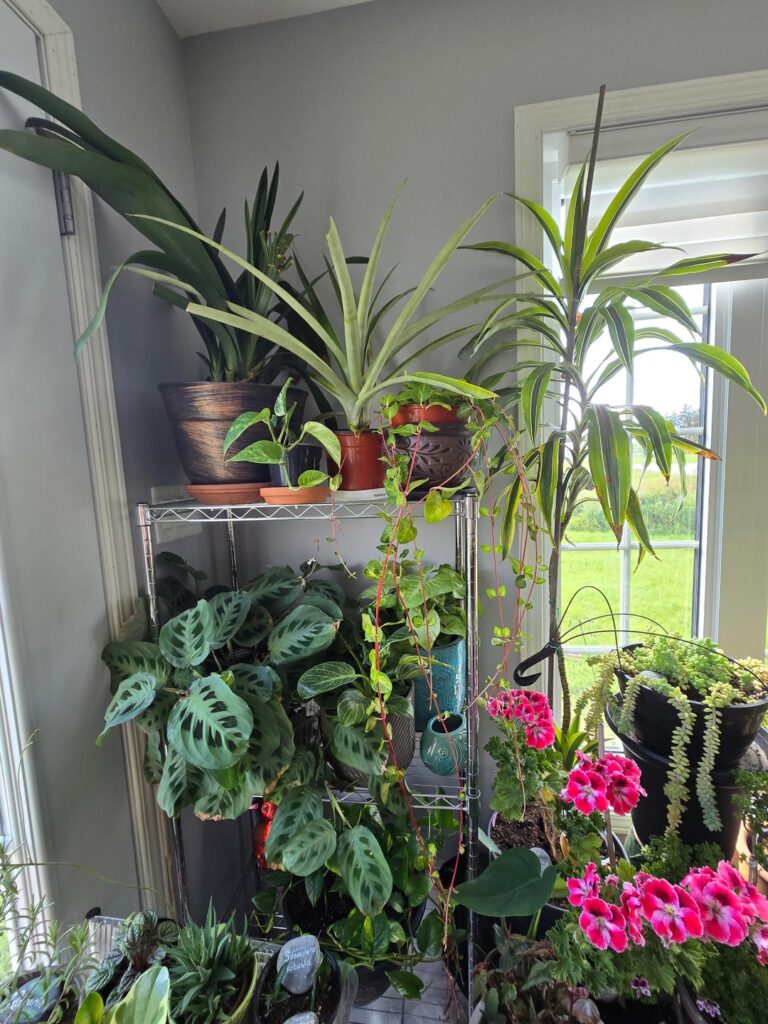 Bringing everyone indoors as cold weather slowly rolls in in Canada zone 2.