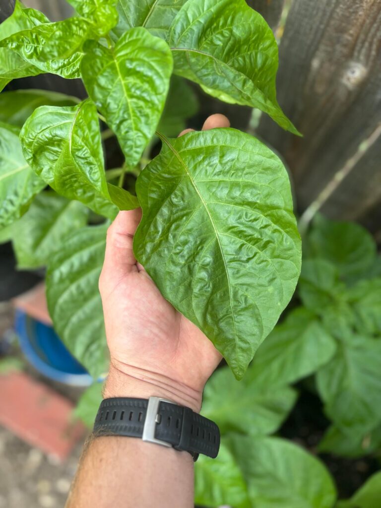 Update on my red neck pepper grow