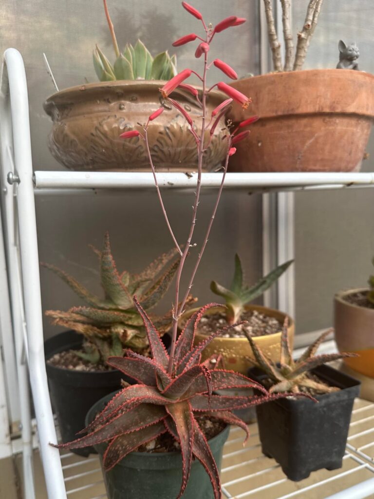 My Christmas carol aloe is flowering!