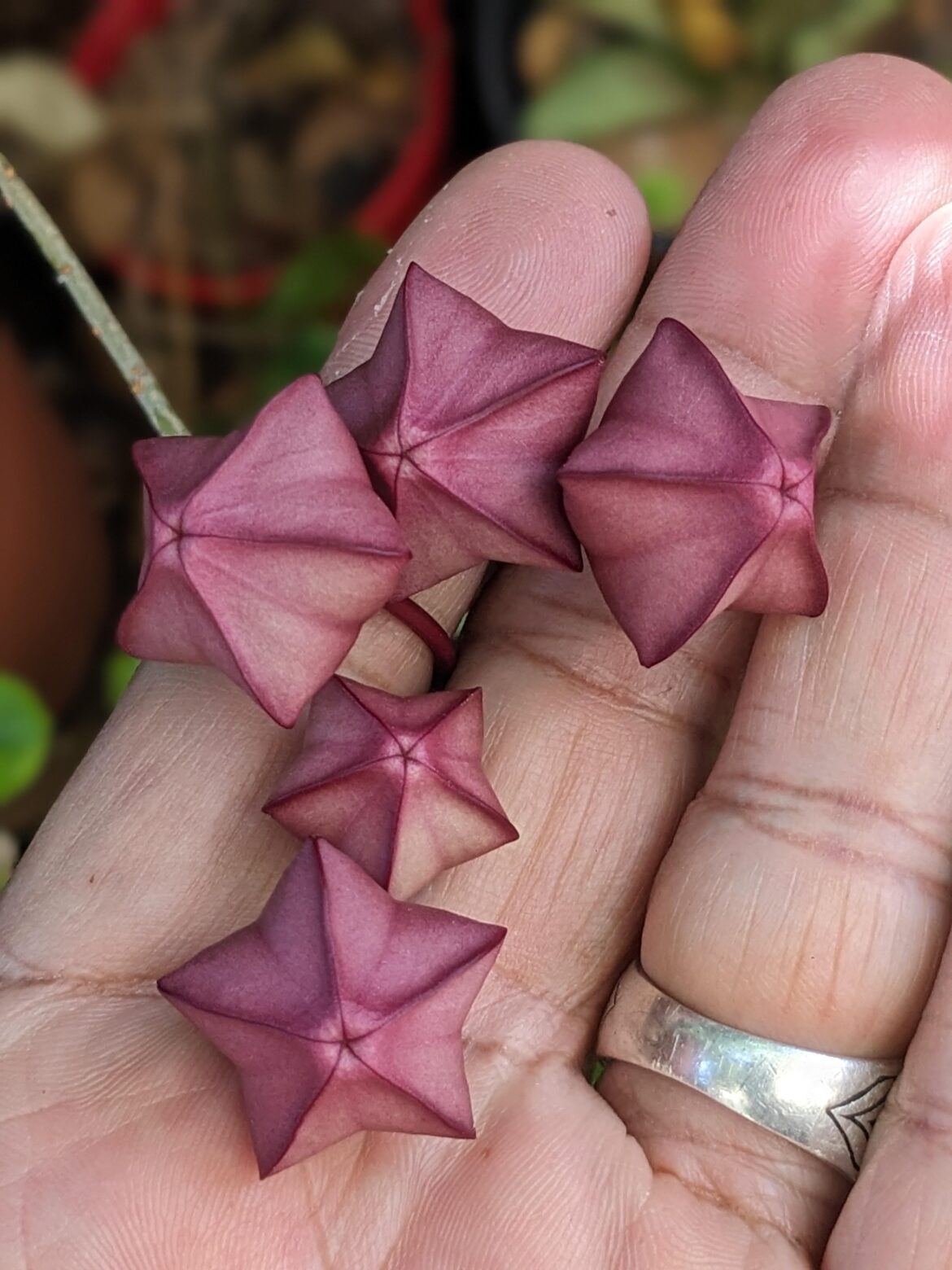 Hoya macgillivrayi flower buds