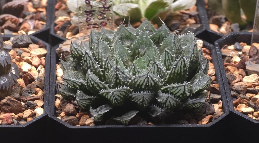 Haworthia ‘Mirrorball’ Haworthia 'Mirrorball'