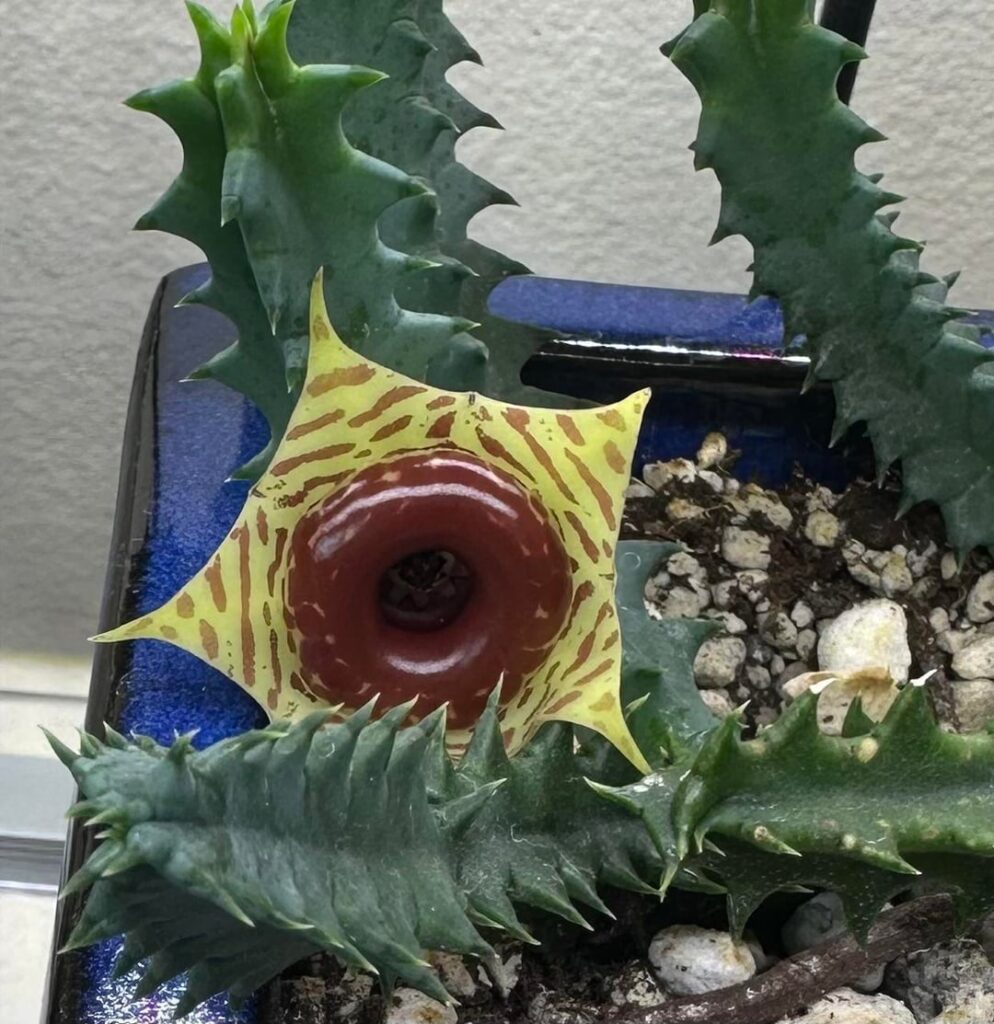 Guys! It’s finally happening!