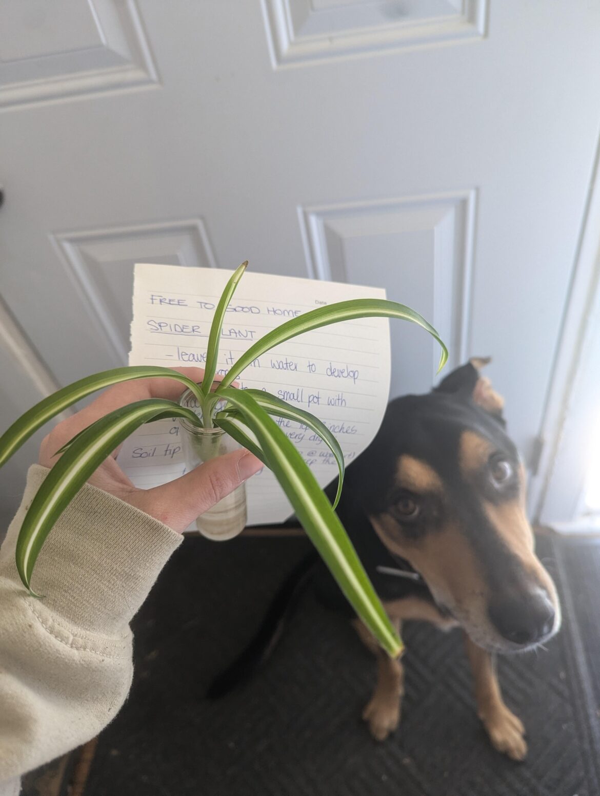 Proplifting turned to propgifting