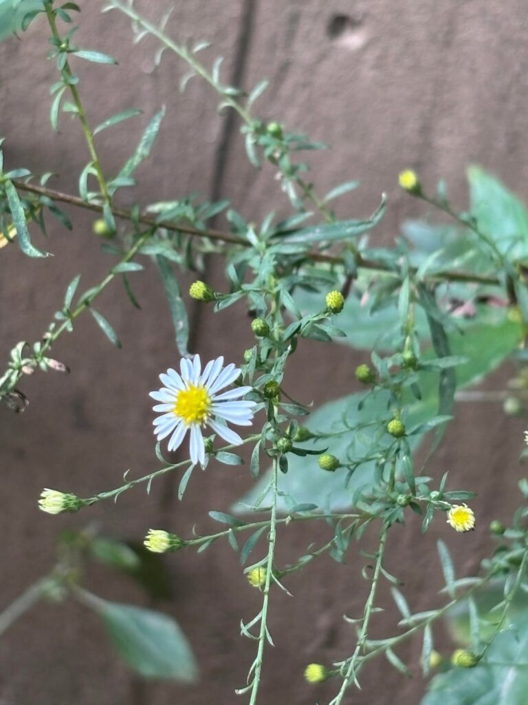 summer blooms of our beginner native yard