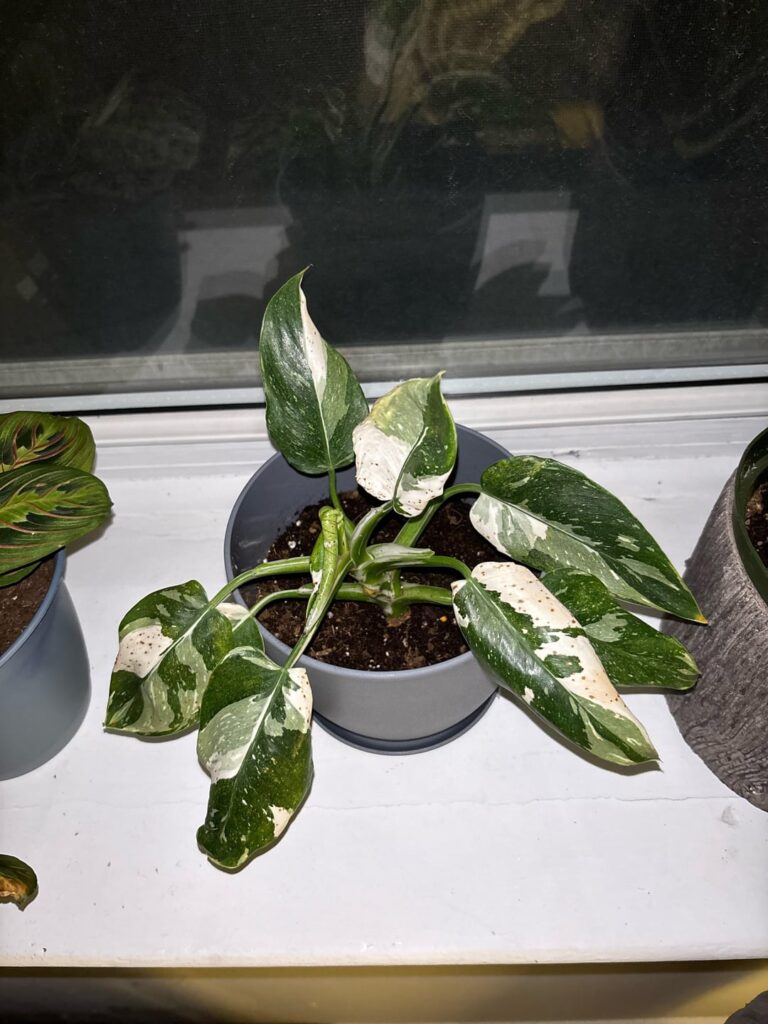 Help :( White Wiz has brown spots all over!