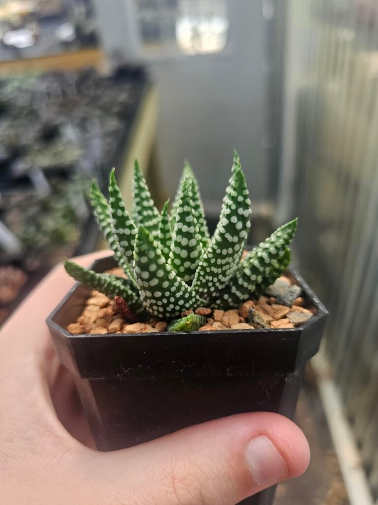 Haworthiopsis opalina