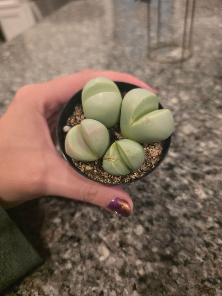 Are these lithops? I thought so but mine are so smooth on top