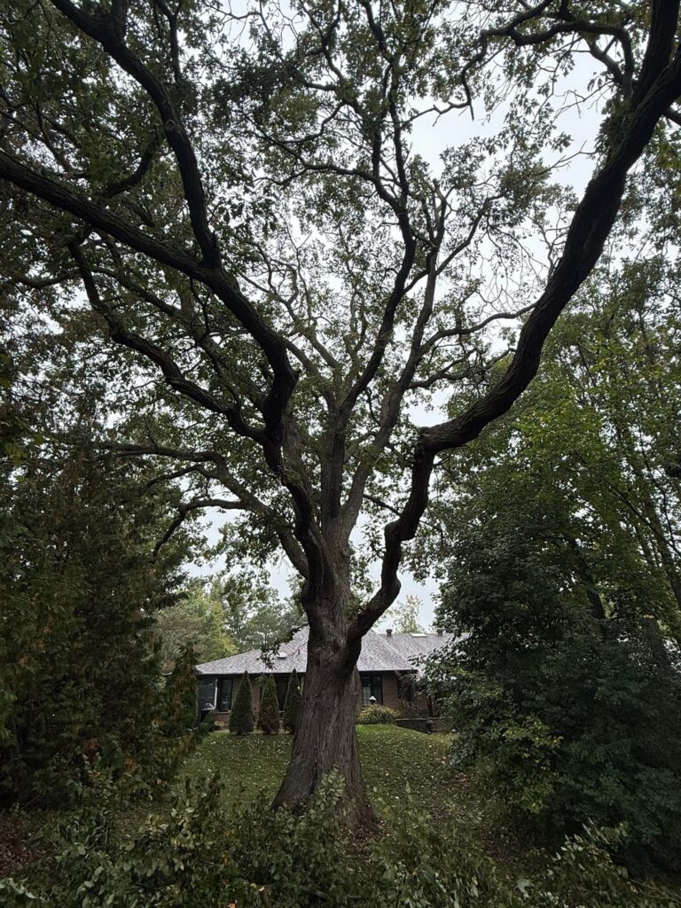Thought Id share this beautiful Bur Oak